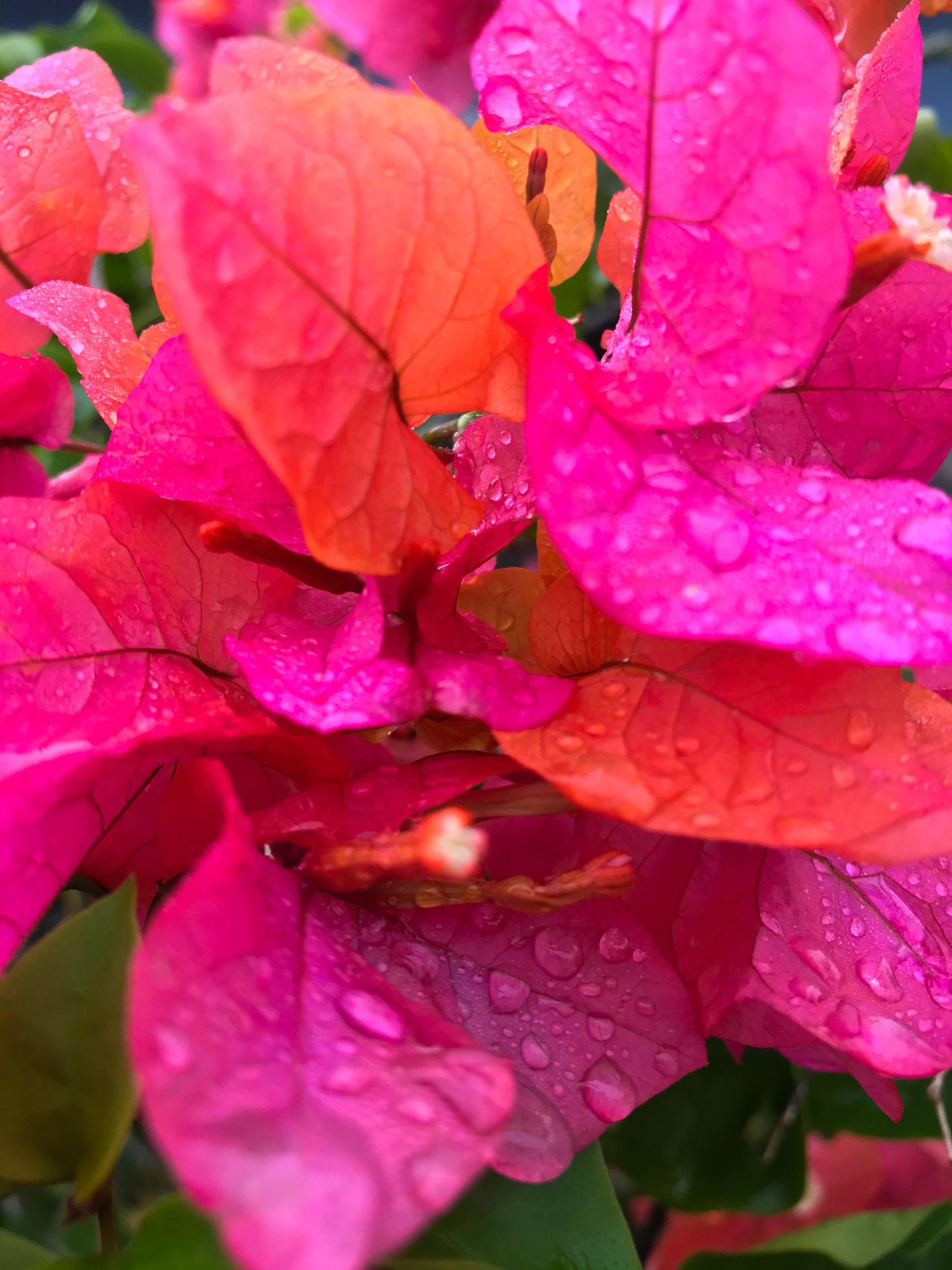 Bougainvillea