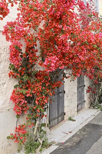 Bougainvillea