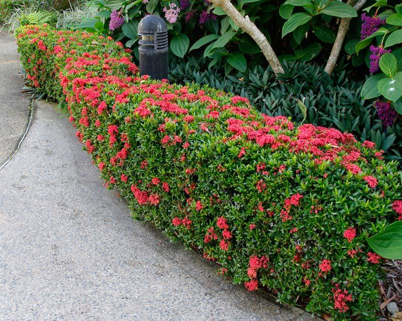 Ixora