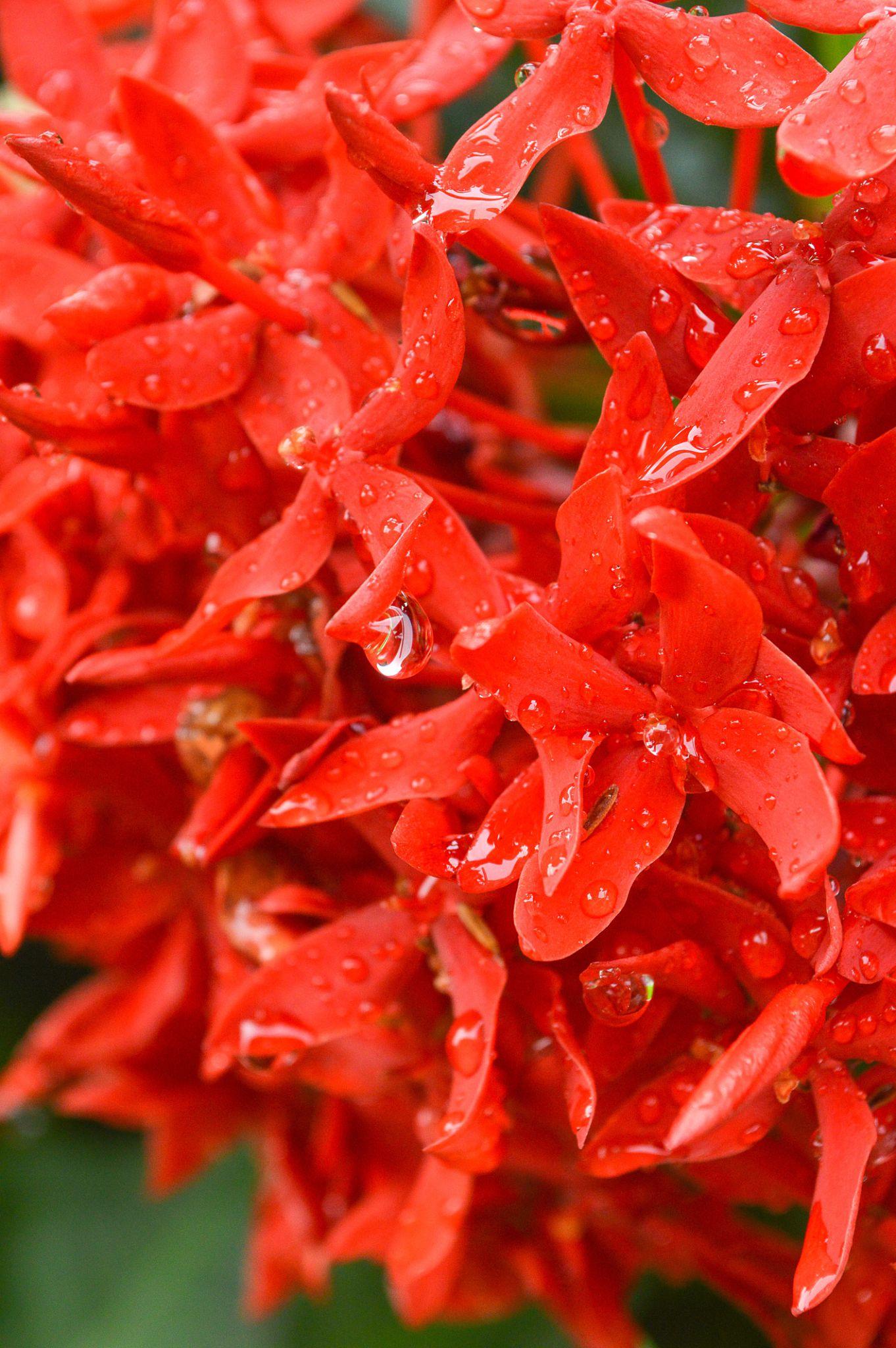 Ixora