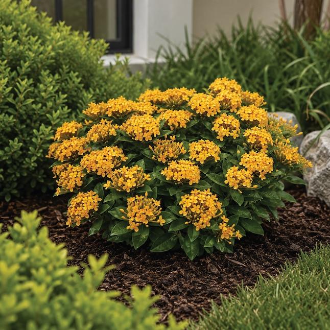 Ixora