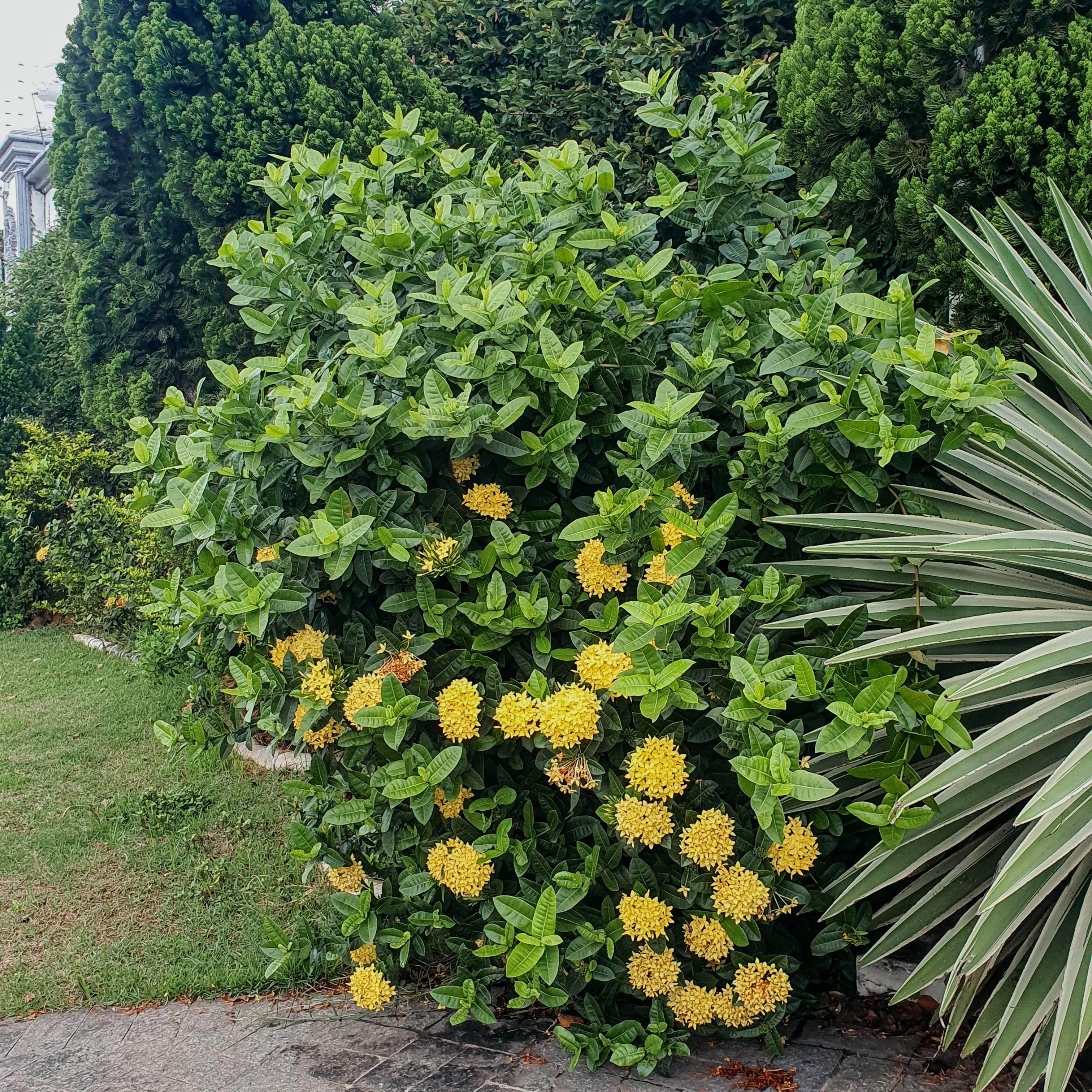 Ixora