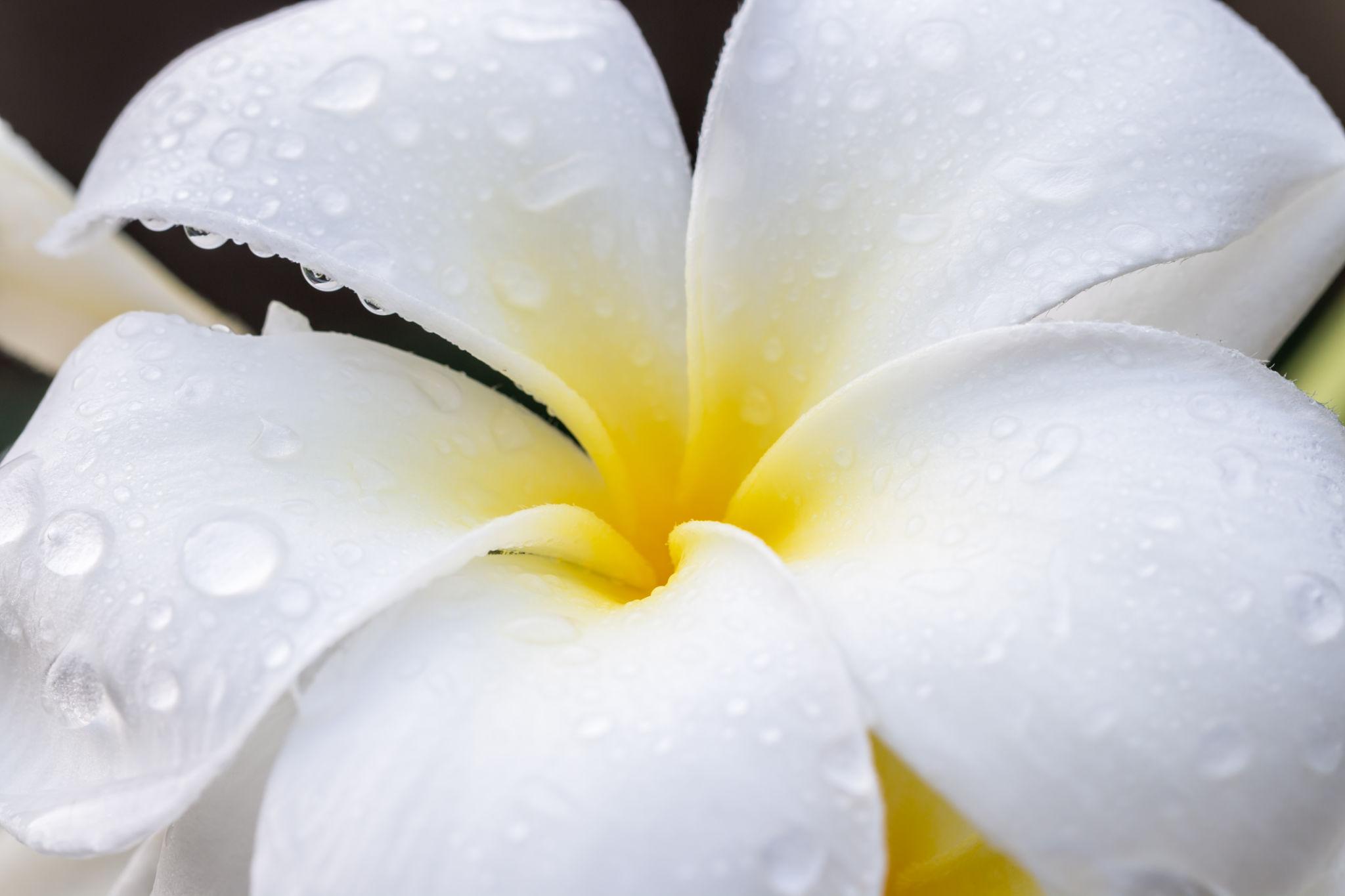 Plumeria