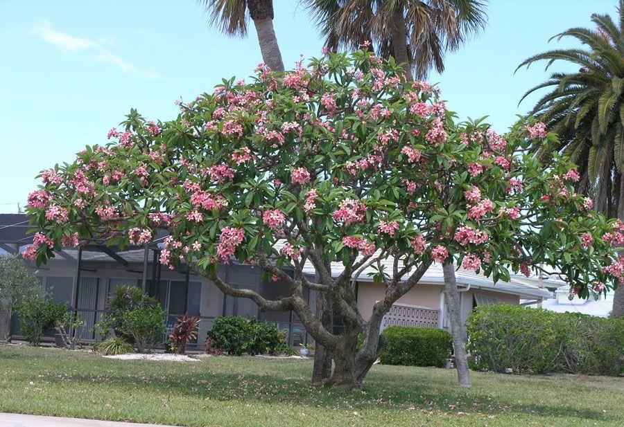 Plumeria