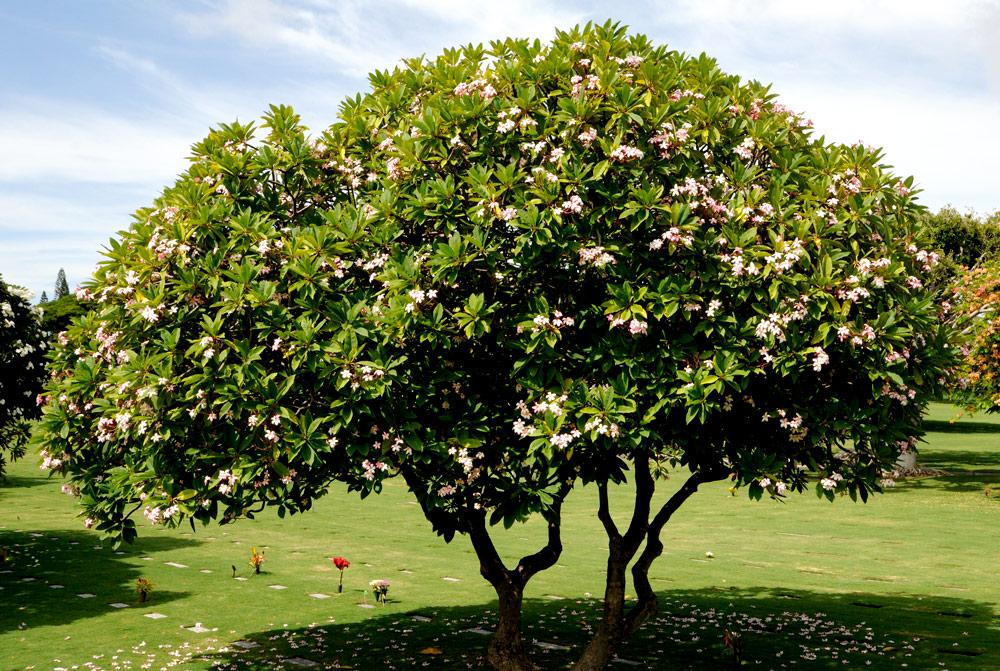 Plumeria