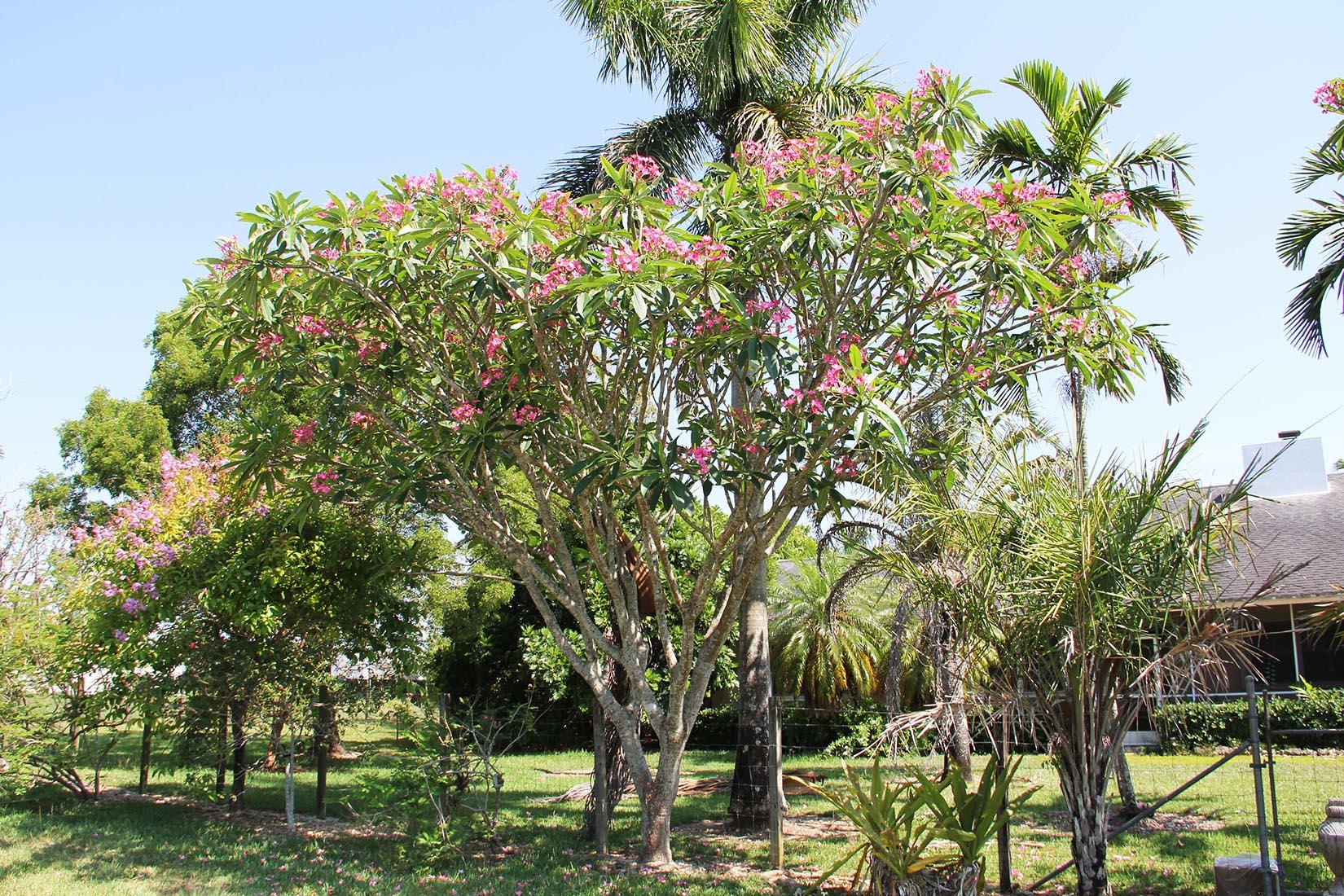 Plumeria