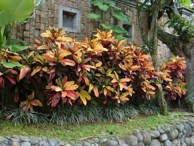 Crotons