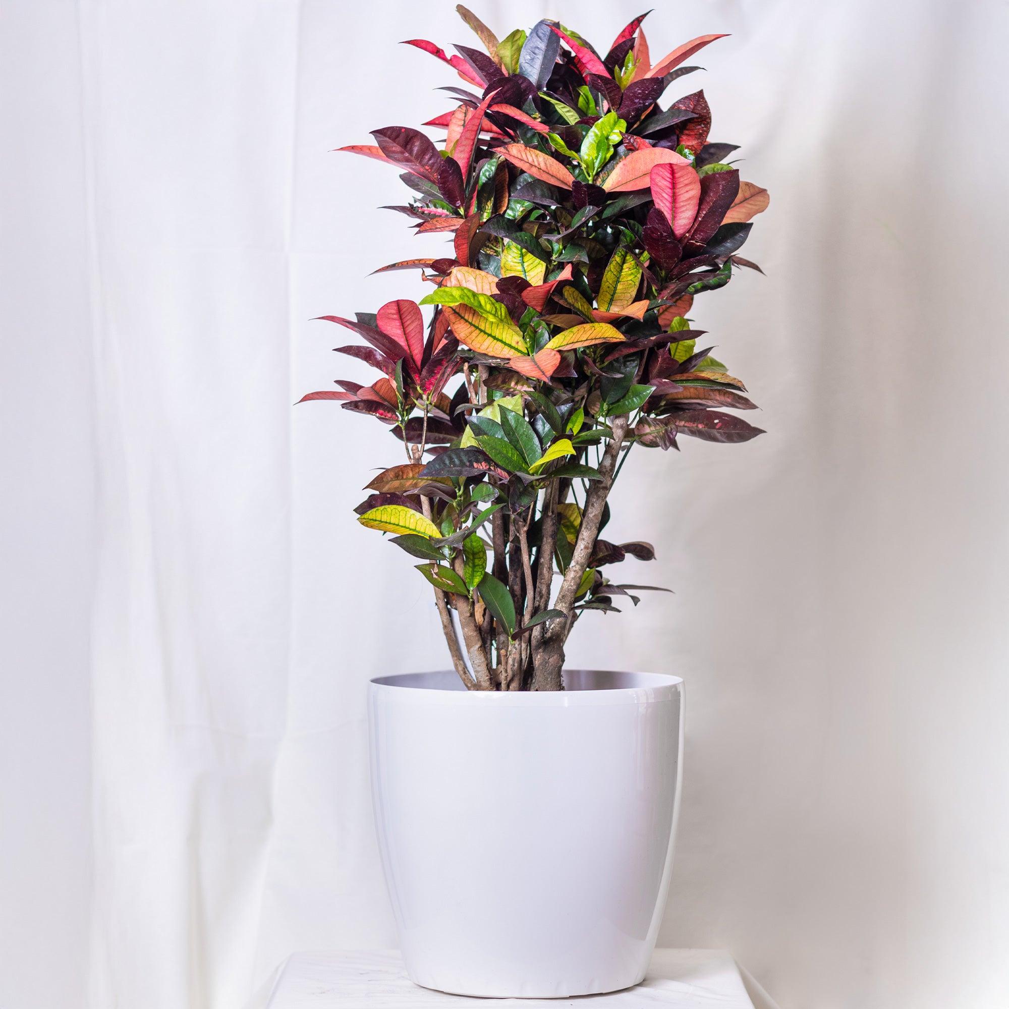 Crotons