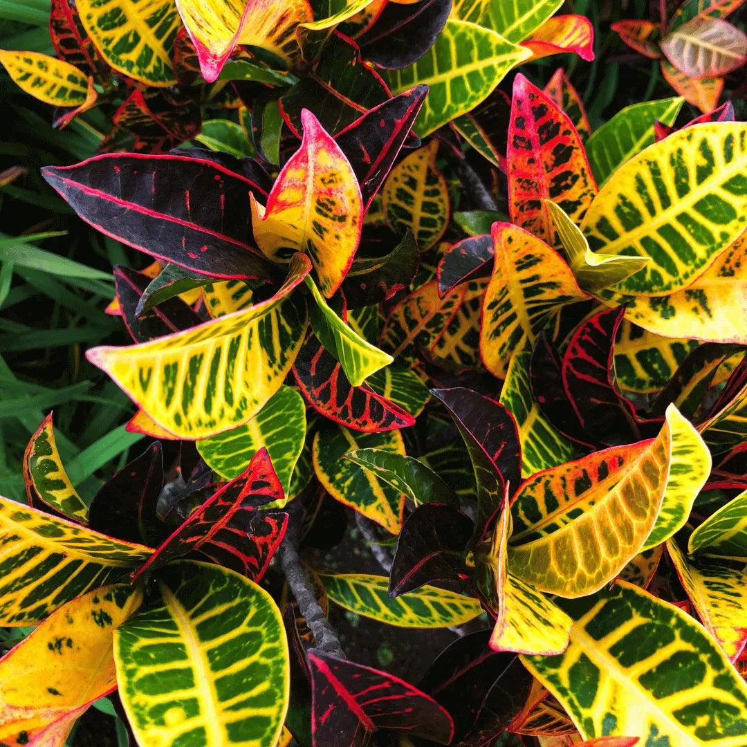 Crotons