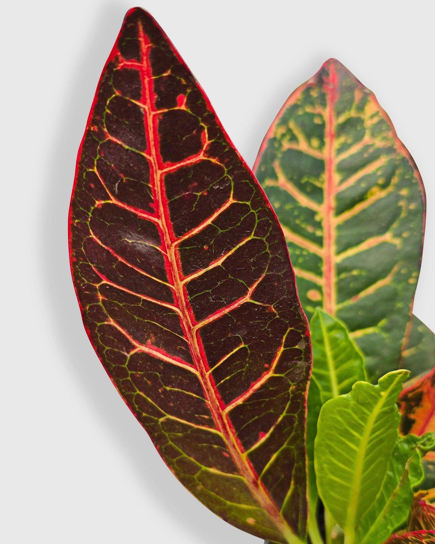 Crotons