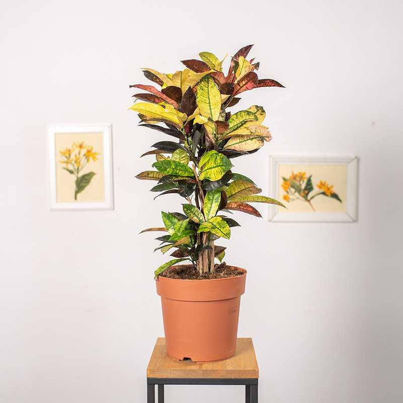 Crotons