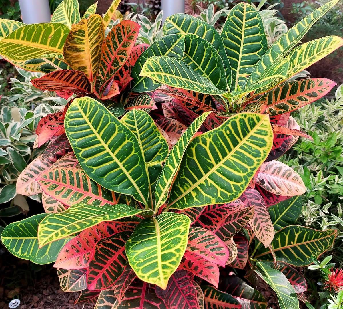 Crotons
