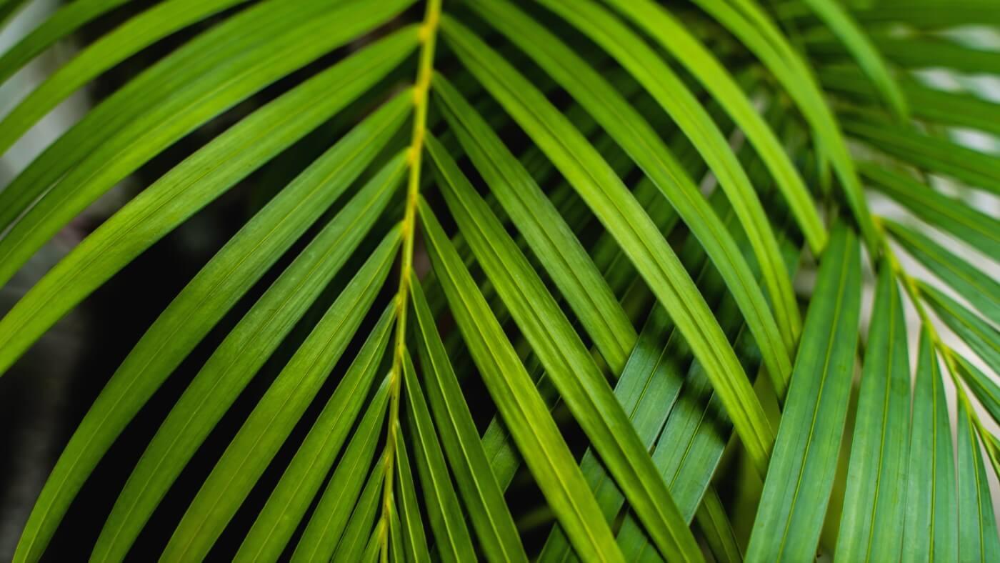 Areca Palm