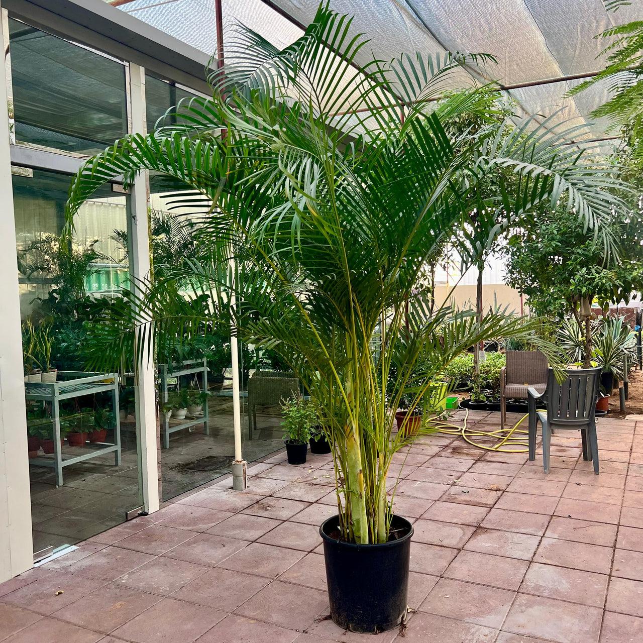 Areca Palm