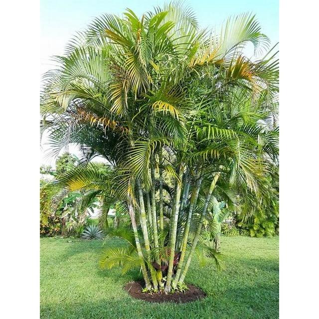 Areca Palm