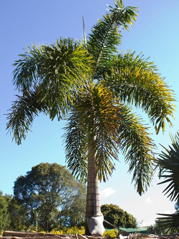 Foxtail Palm
