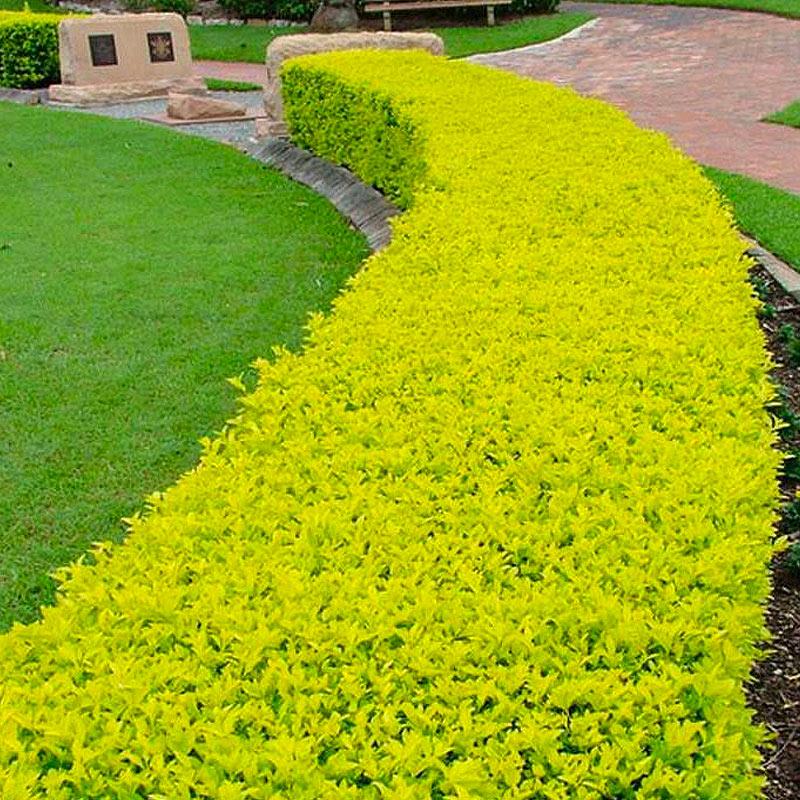 Golden Duranta