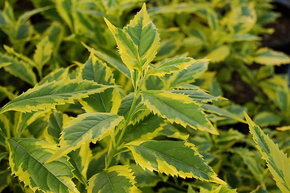 Golden Duranta