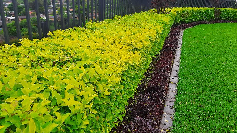 Golden Duranta