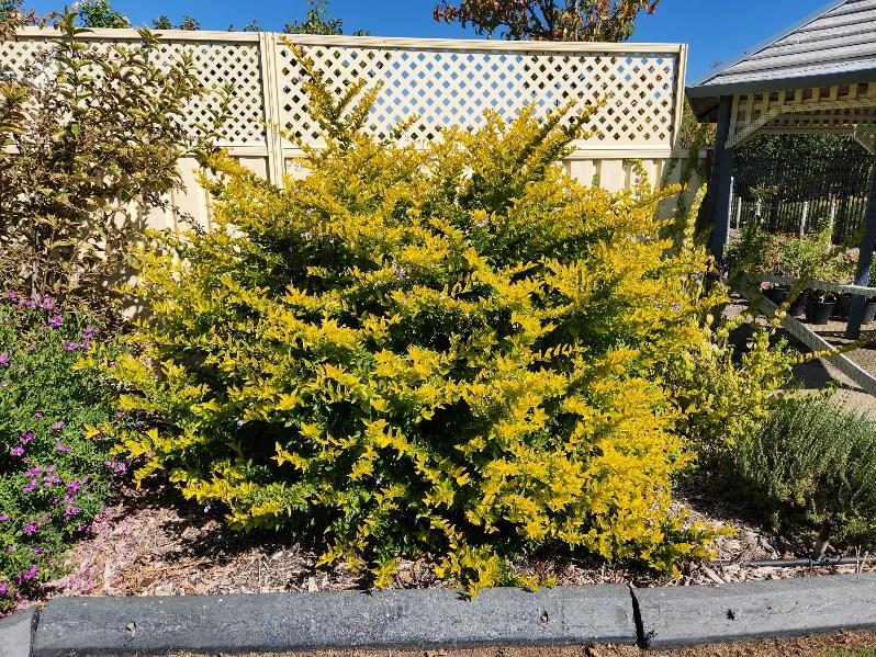 Golden Duranta