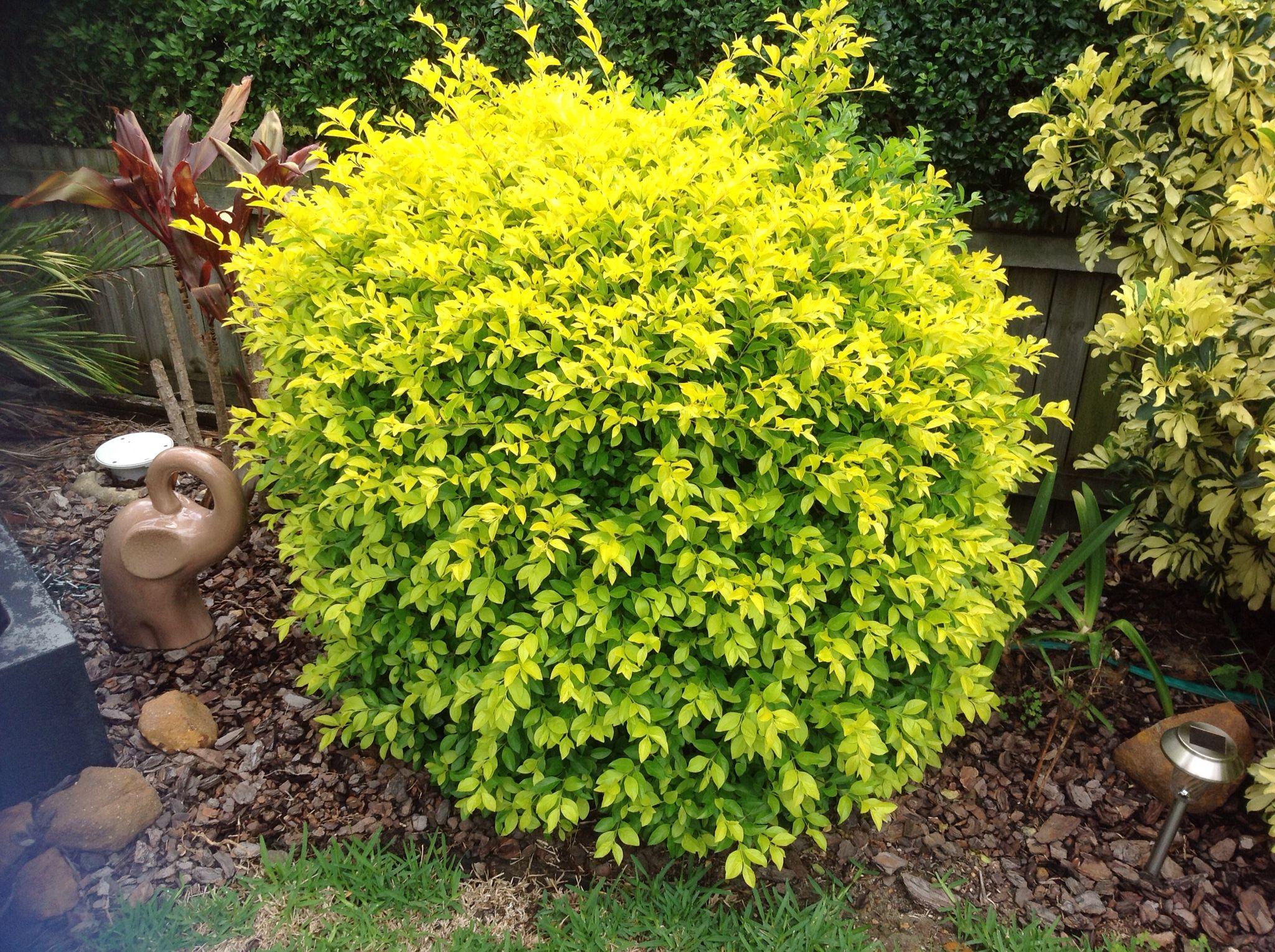 Golden Duranta