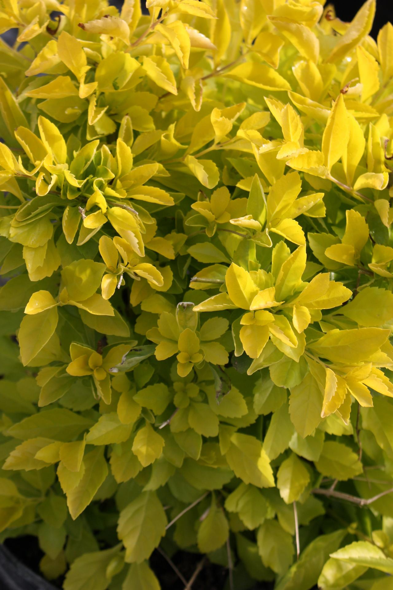 Golden Duranta
