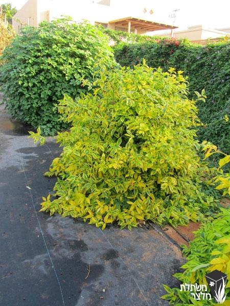 Golden Duranta