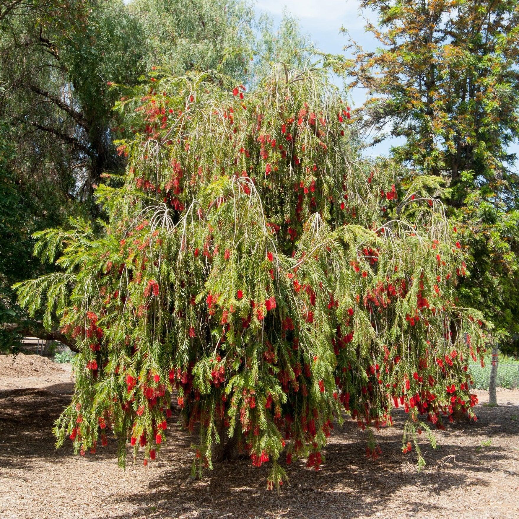 Bottlebrush