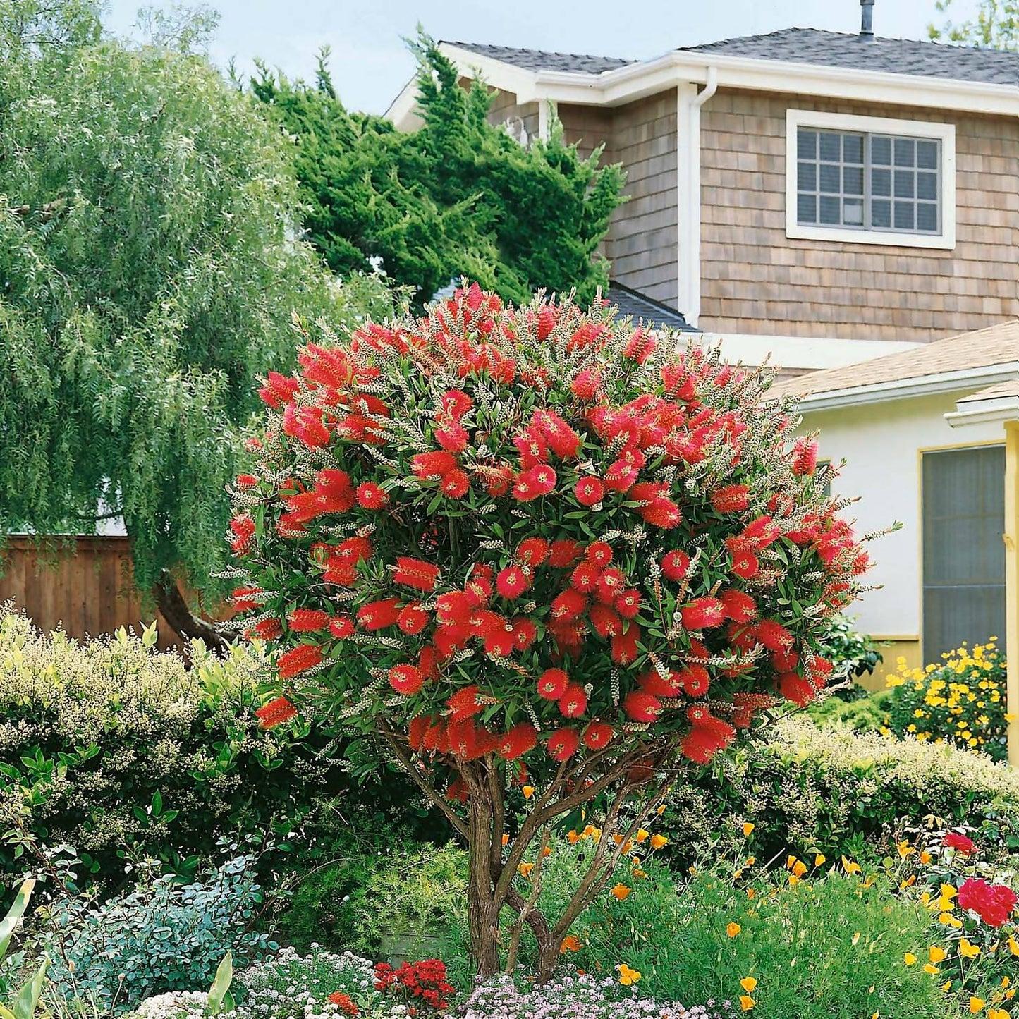 Bottlebrush