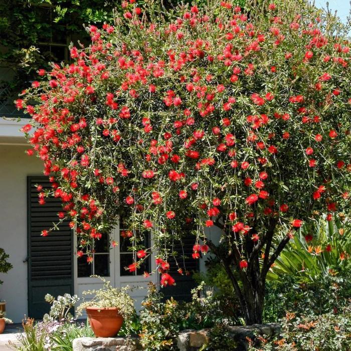 Bottlebrush