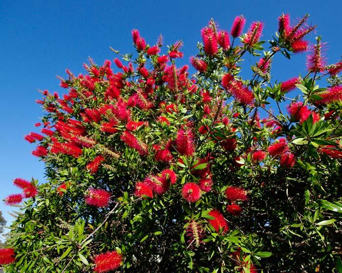 Bottlebrush