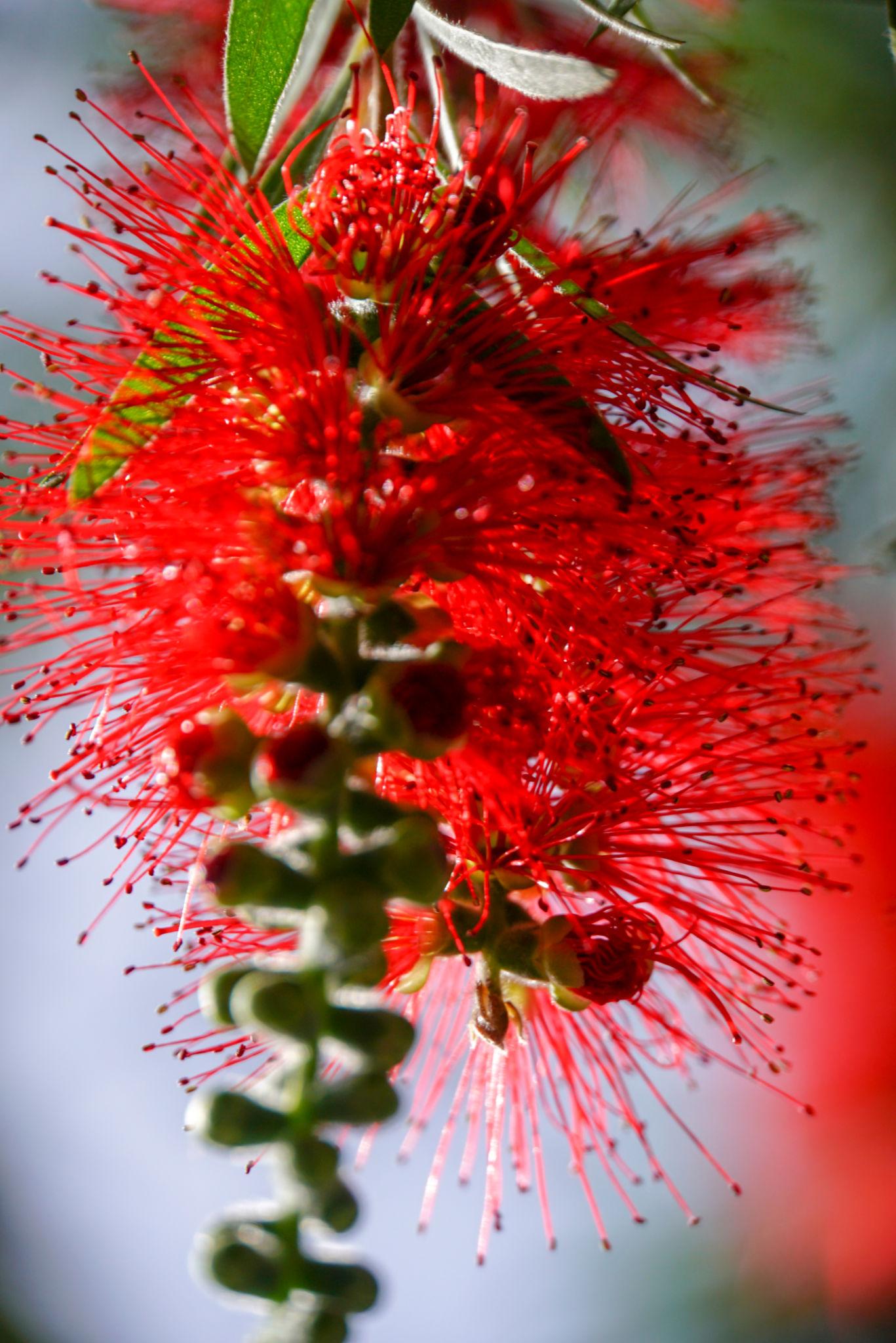 Bottlebrush