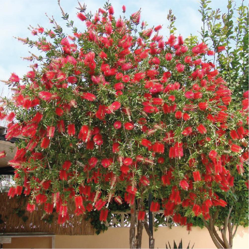 Bottlebrush