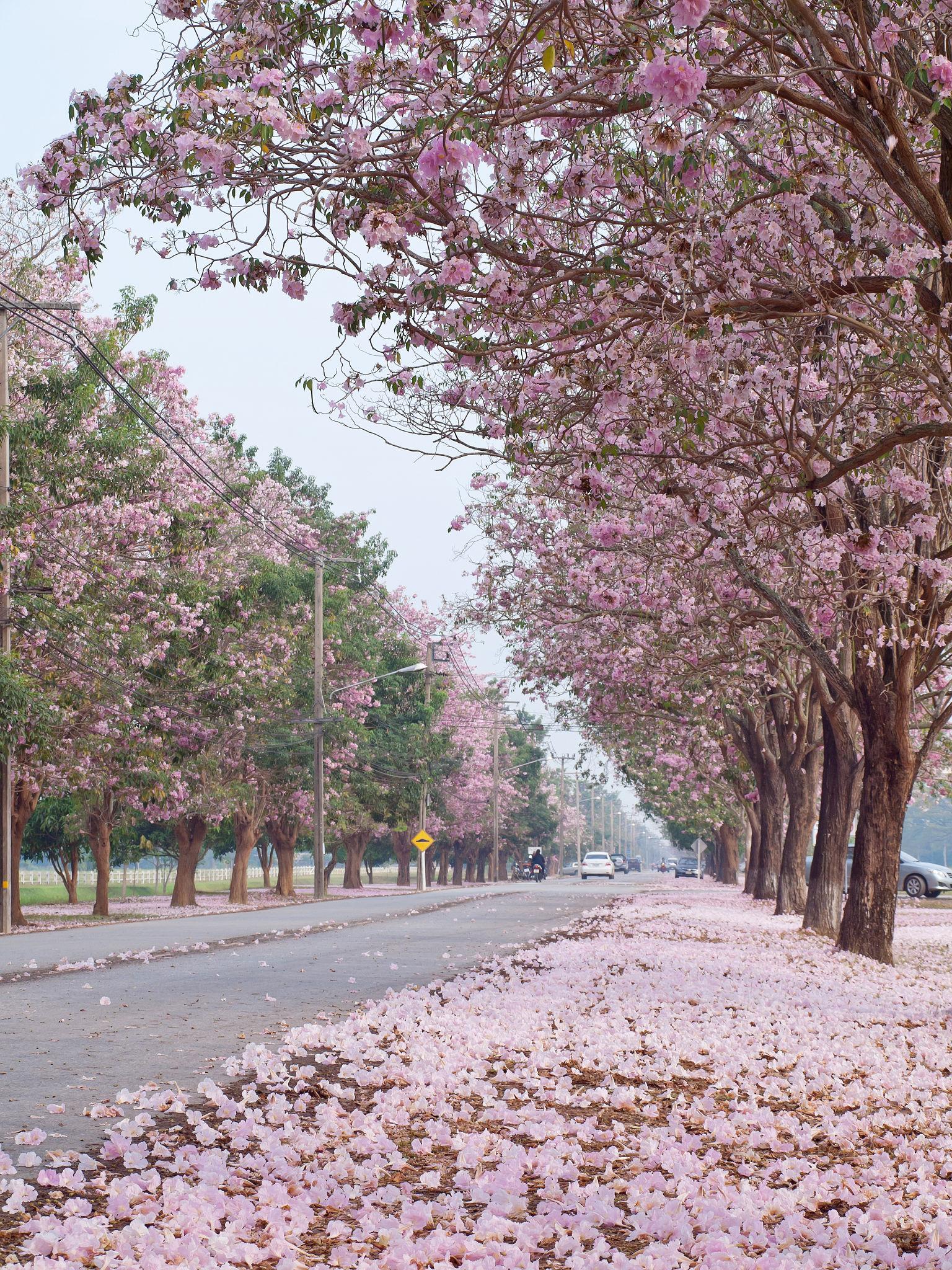 Tabebuia