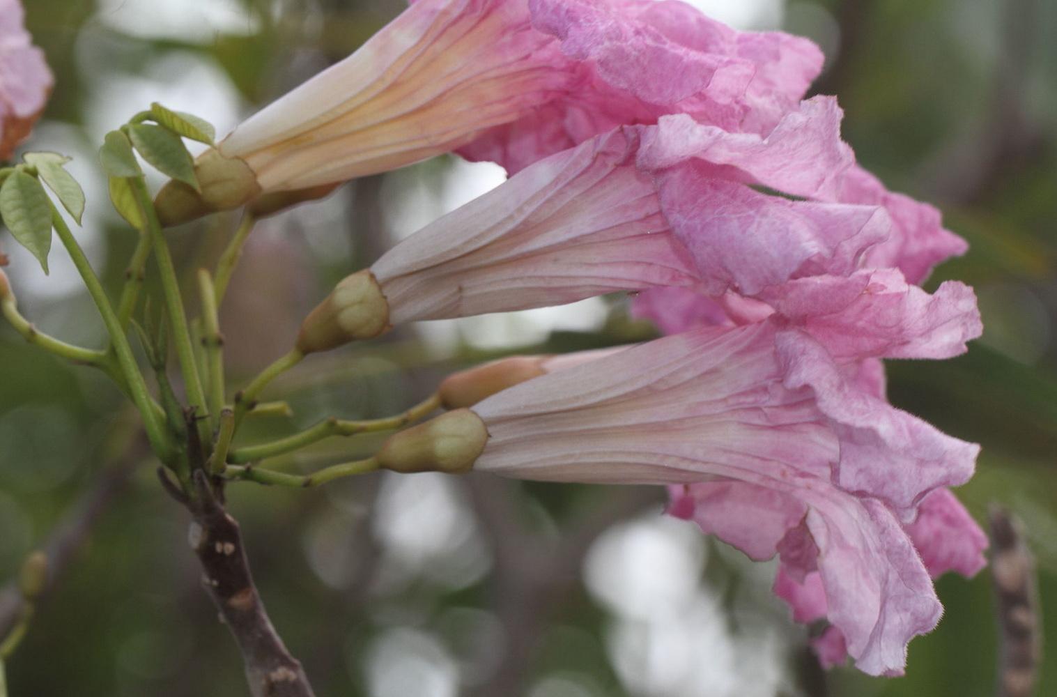 Tabebuia