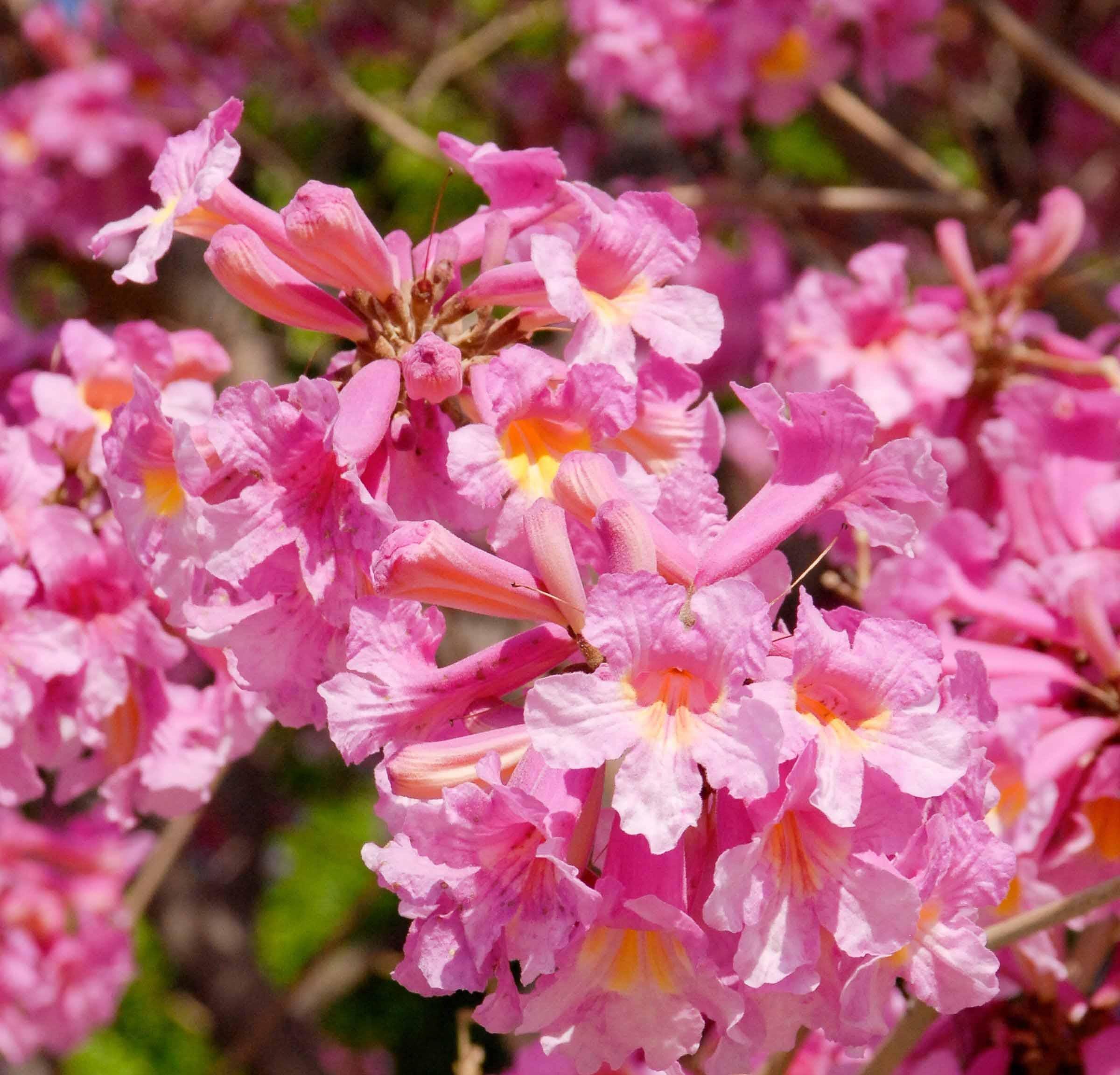 Tabebuia