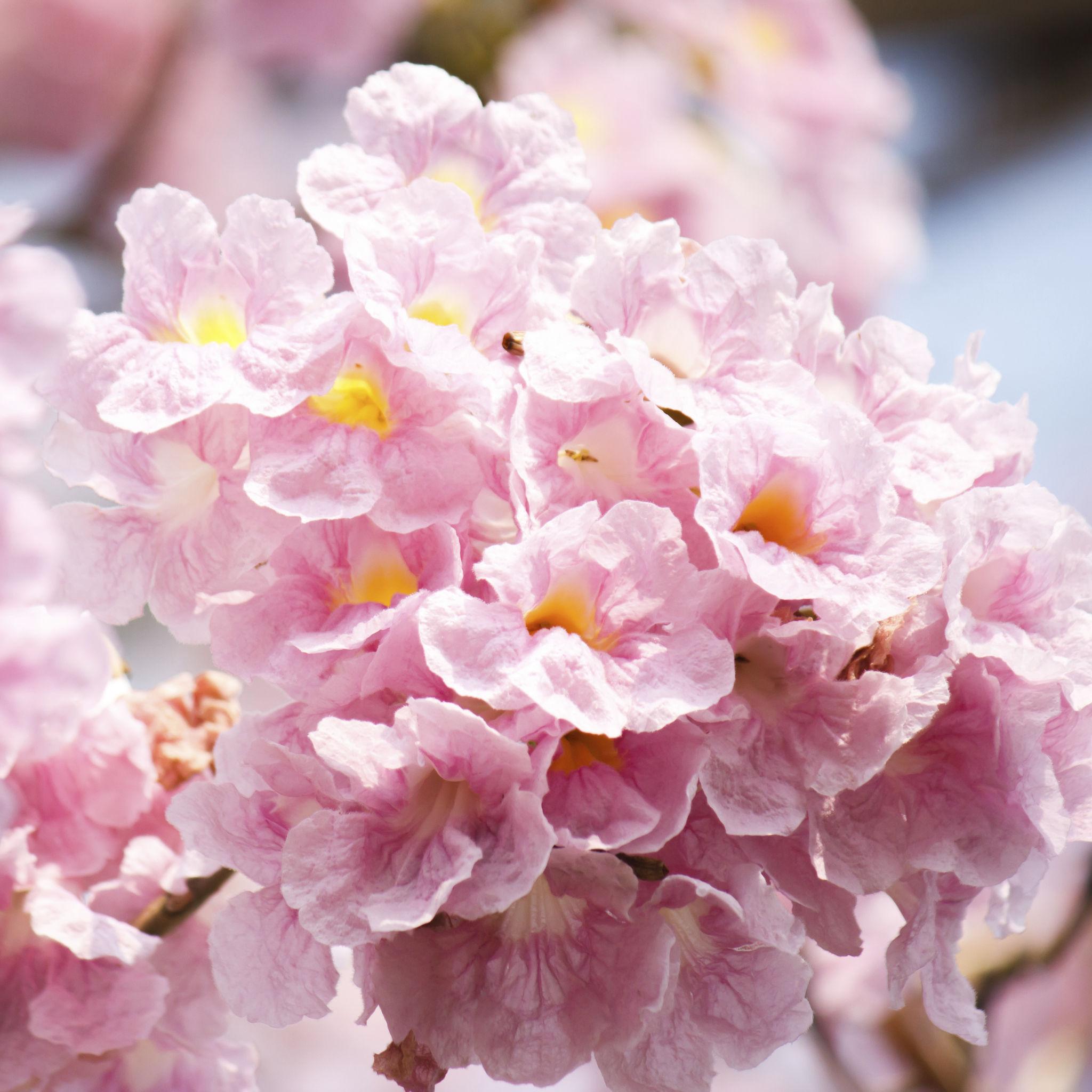 Tabebuia