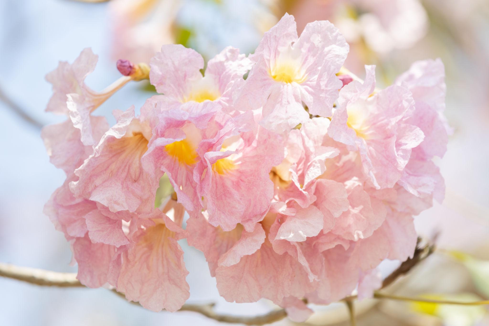 Tabebuia