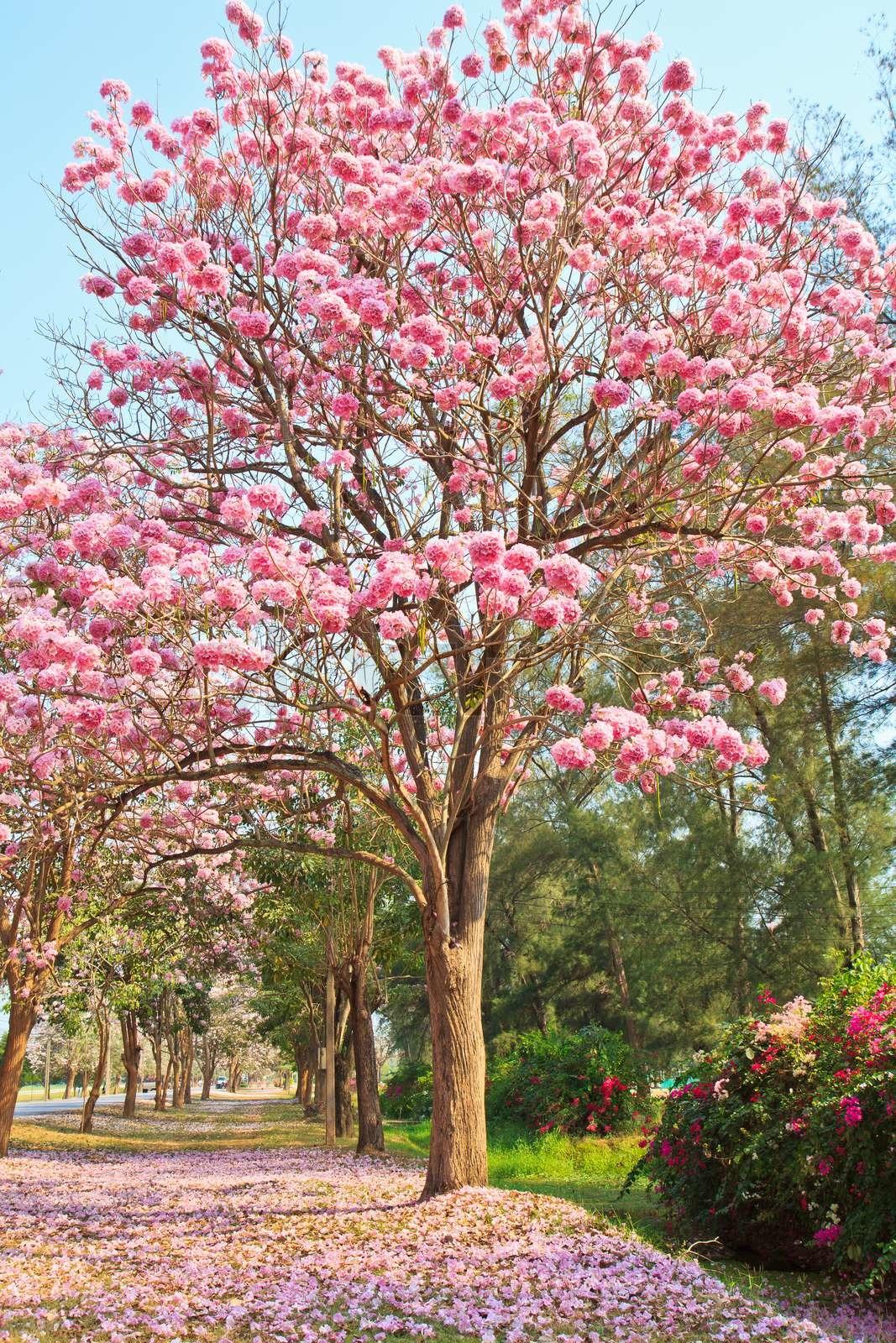 Tabebuia