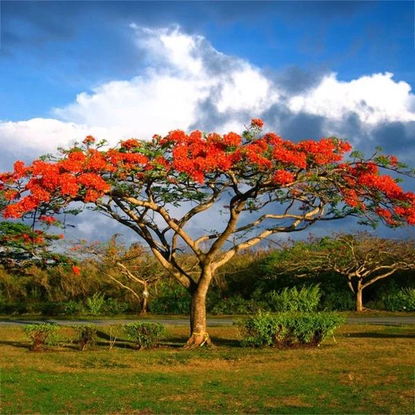 Gulmohar