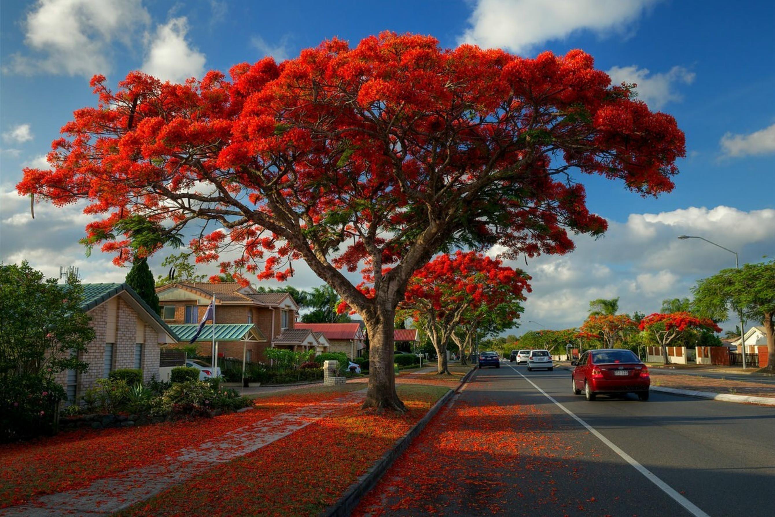 Gulmohar