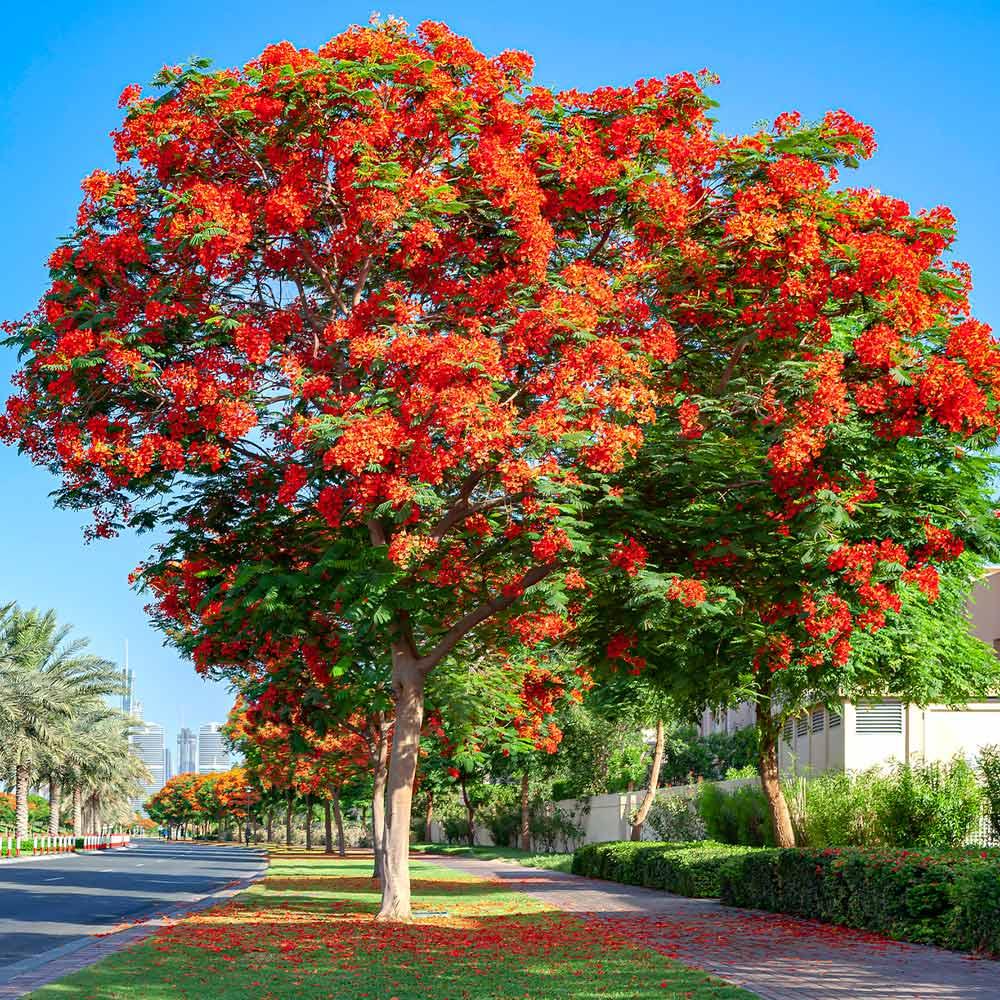 Gulmohar