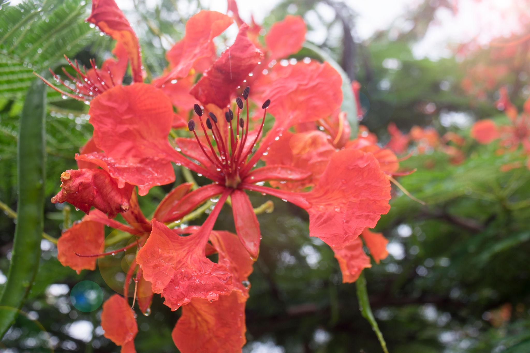 Gulmohar