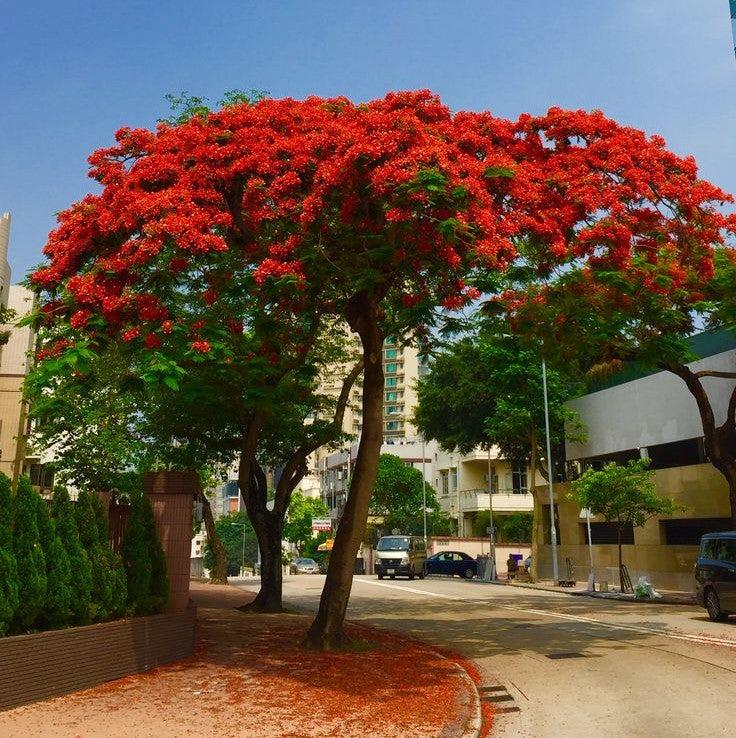 Gulmohar