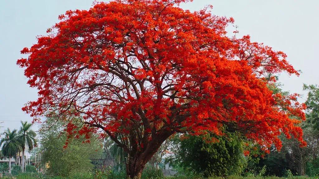 Gulmohar