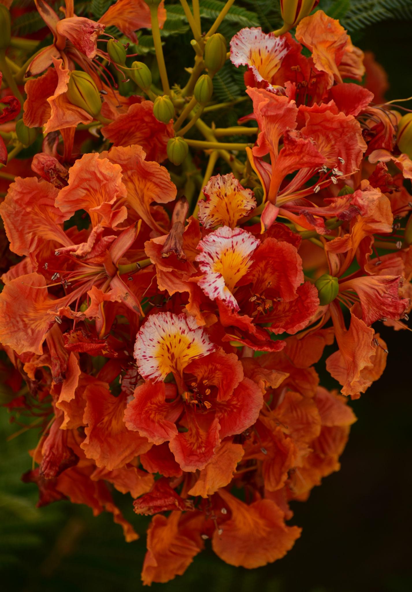 Gulmohar