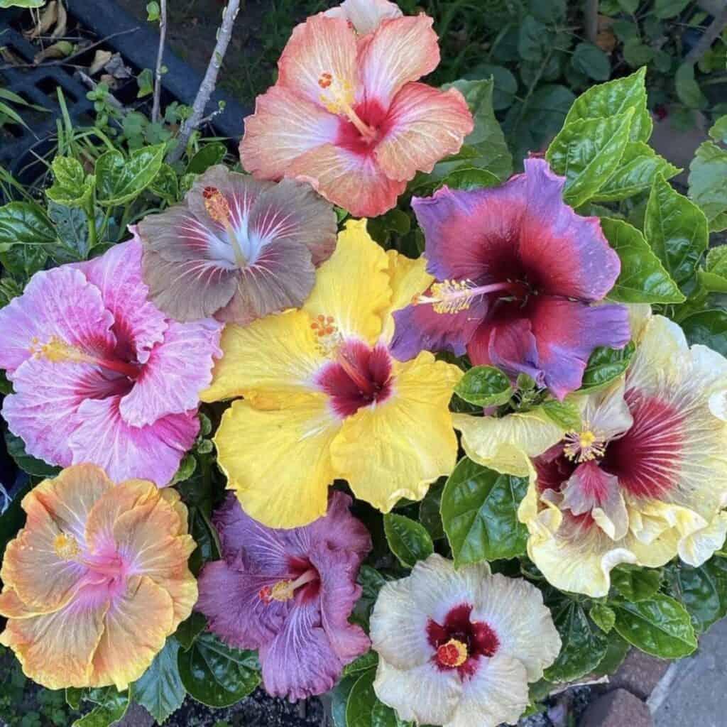Hibiscus