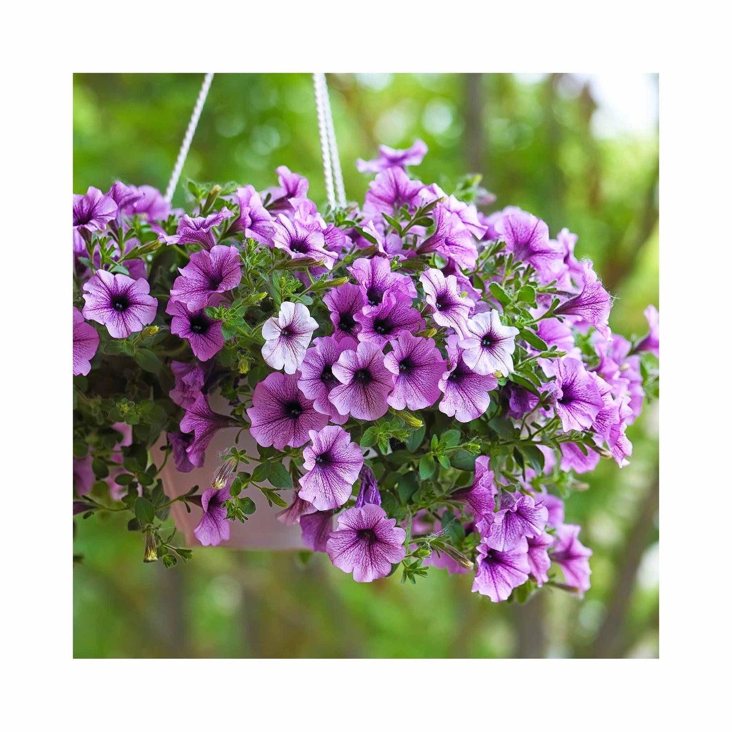 Petunia
