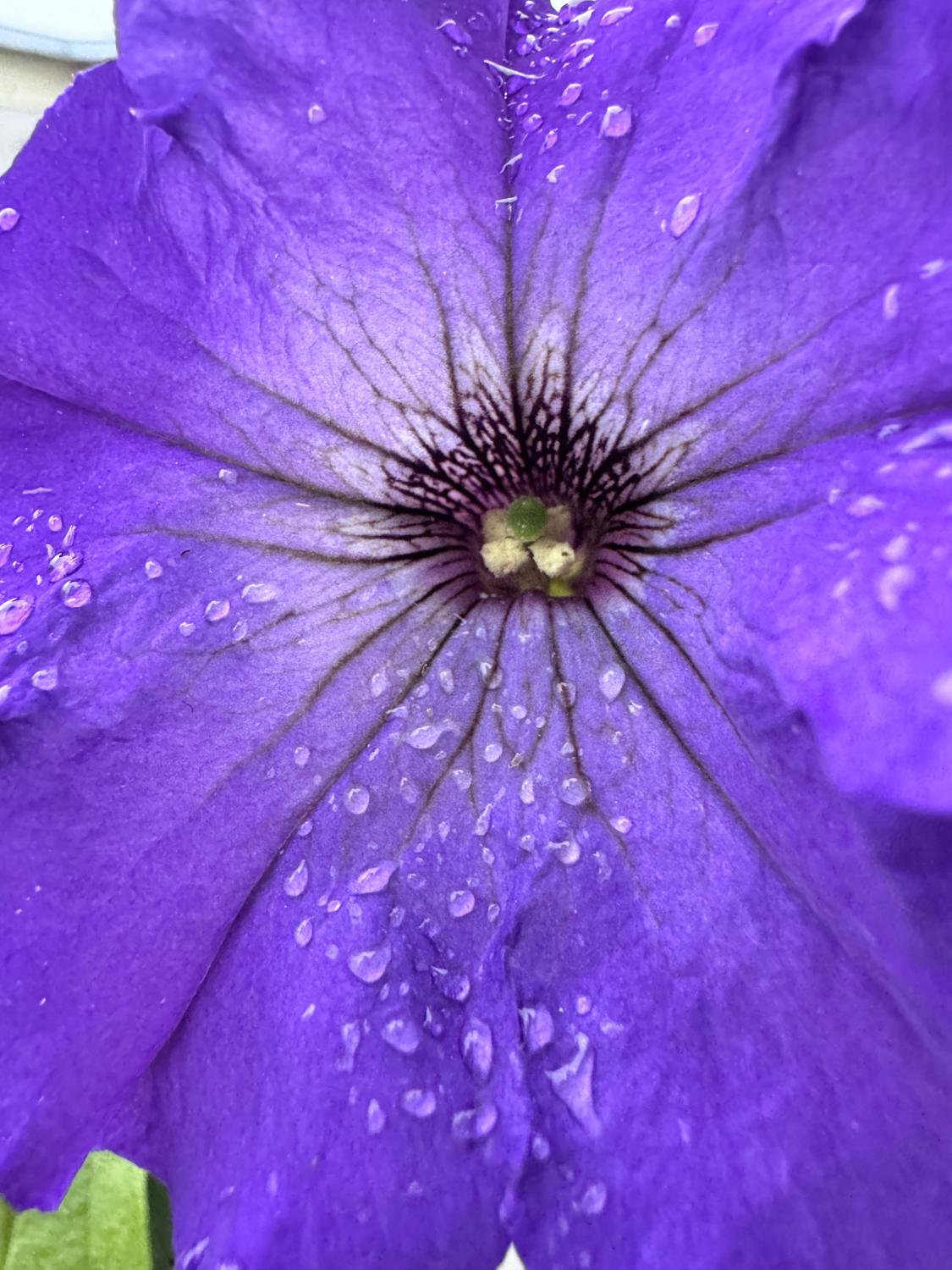Petunia