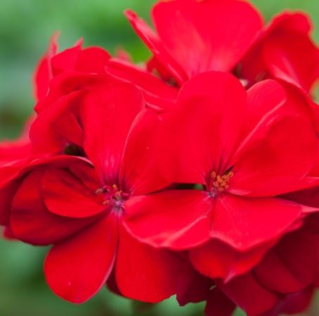 Geranium